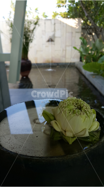 꽃,정물,정적인,여름,신비한,꽃,flower,인테리어,실내디자인,interior design