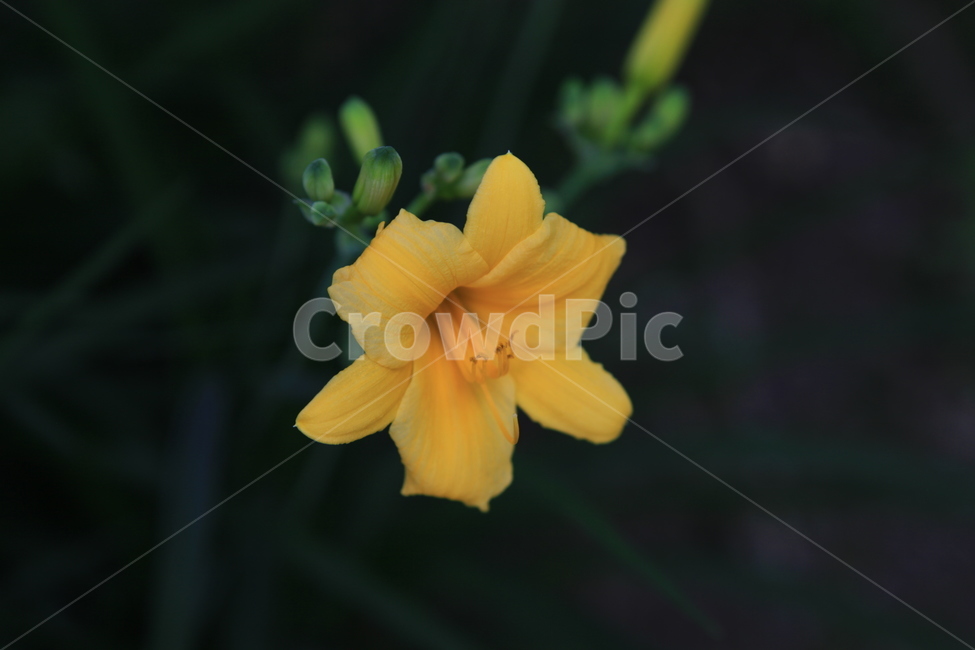 식물,꽃,수목원,여름,flower,식물,자연,plants,nature,꽃,flower