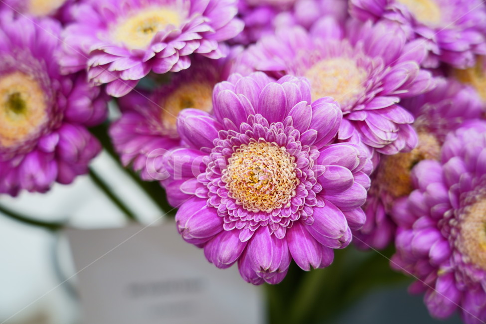꽃,꽃박람회,플라워,flower,예쁜꽃