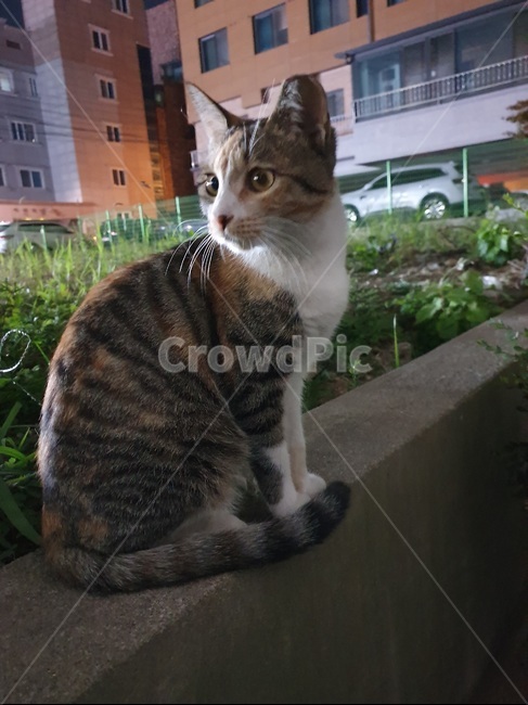 코숏,고양이,삼색냥이,cat,코리안숏헤어,산책