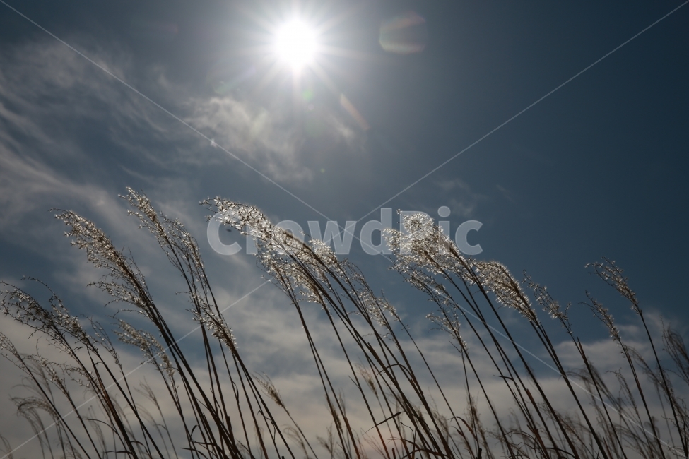 가을,억새,하늘,햇살,sky,가을,계절,fall,autumn,season,자연,풍경,nature,landscape,plant,식물,grass,잔디,light,빛,flare,플레어