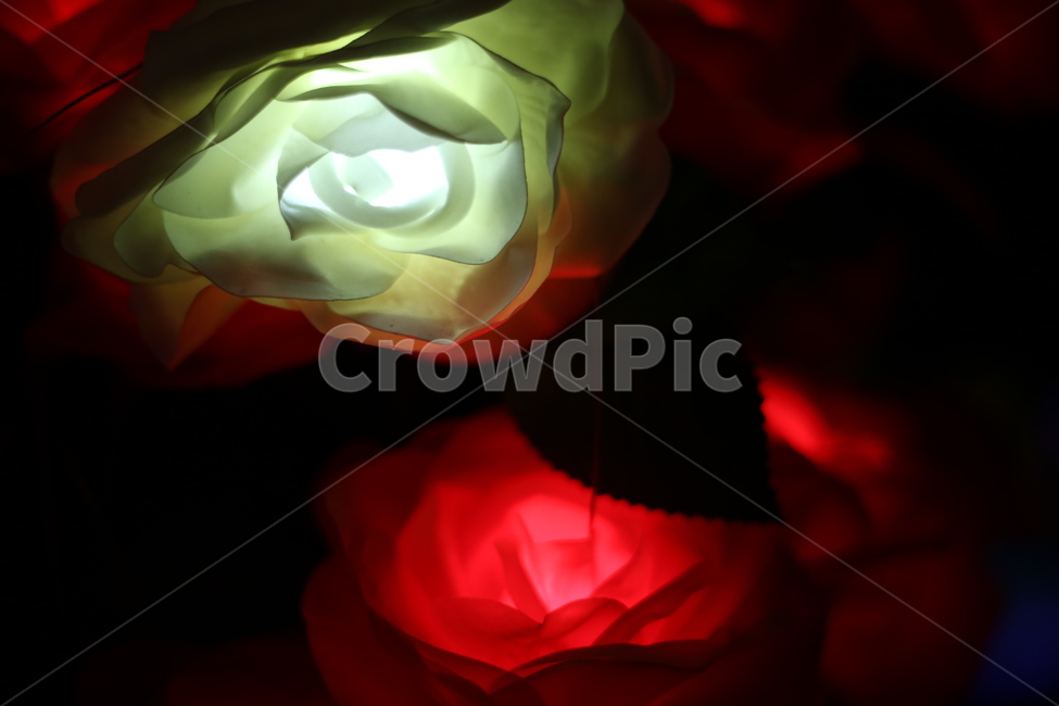 장미,꽃,야경,조명,식물,조화,바탕화면,야경,밤,풍경,nightscape,night,landscape,꽃,flower,plant