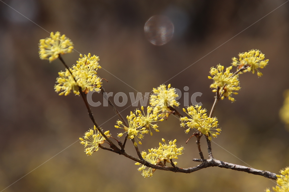 나무,꽃,산수유,봄,노란색,식물,자연,plants,nature,꽃,flower
