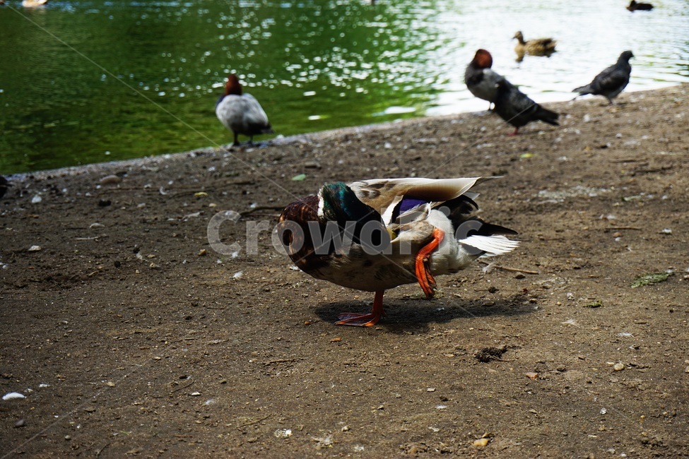 animal,동물,bird,새,오리,청둥오리