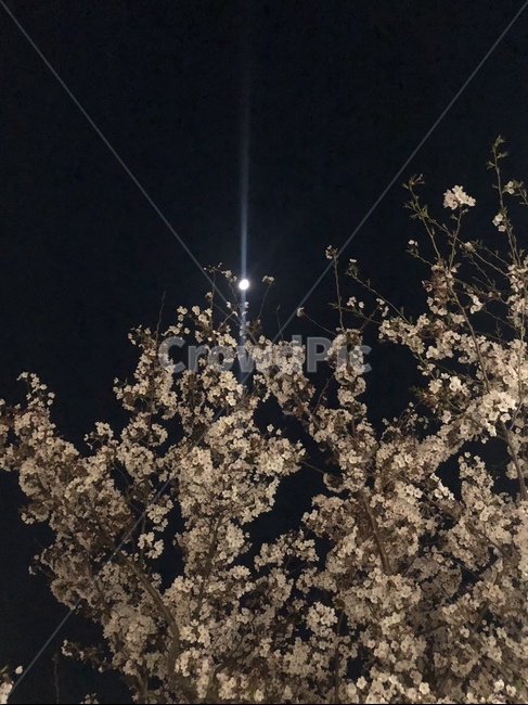 달,벚꽃,꽃,밤,식물