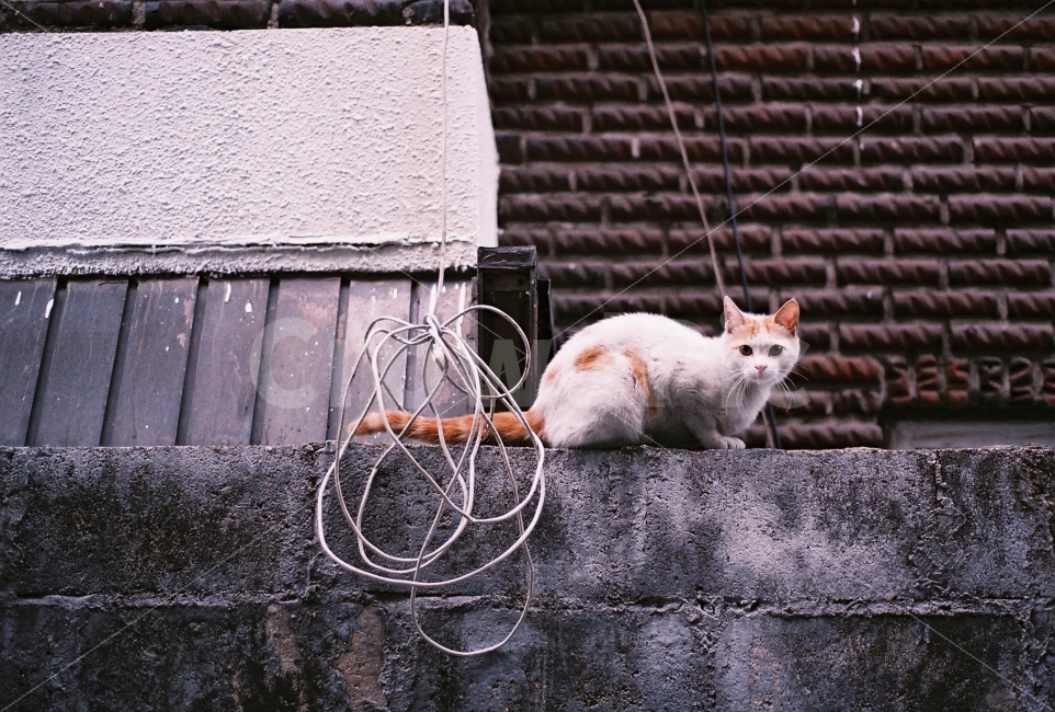 cat,길고양이,고양이,벽,골목,nikonem,필름사진,동물,animal,포유류,mammal,고양이,cat,kitten,kitty,감성,sensible,feeling