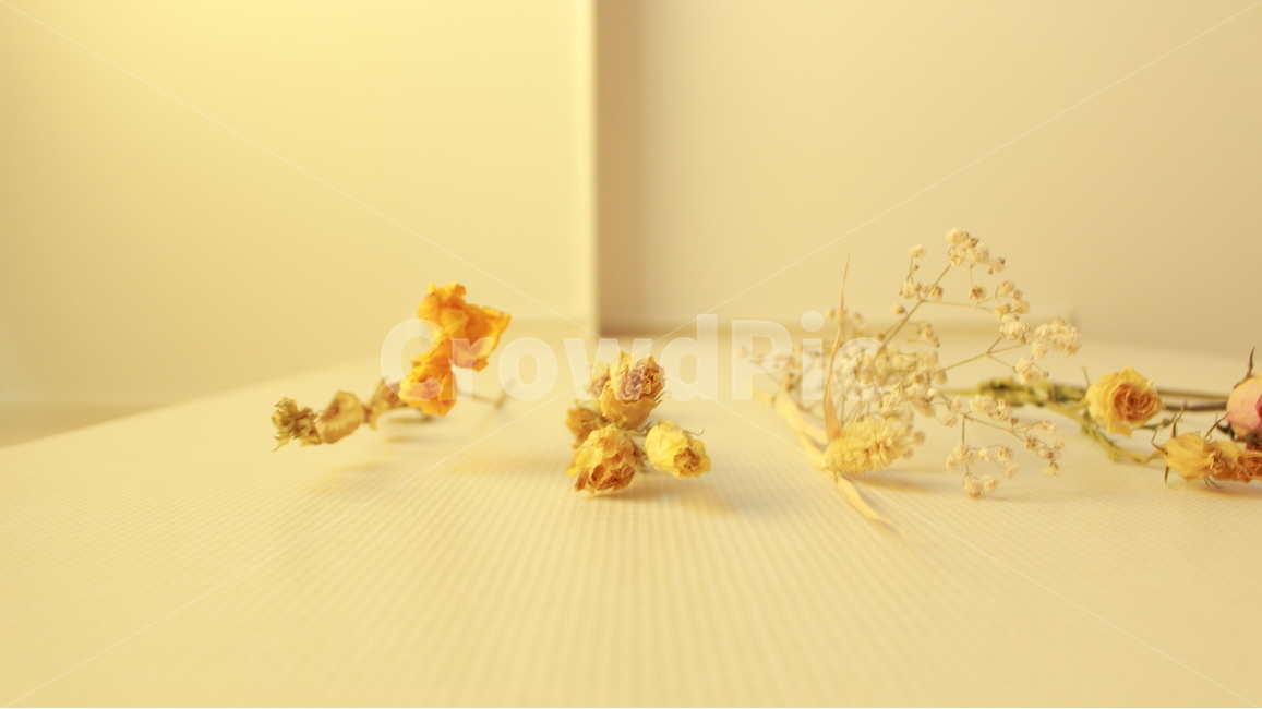 말린꽃,인테리어,감성,꽃장식,드라이플라워,벽장식,인테리어디자인,아날로그,꽃,flower