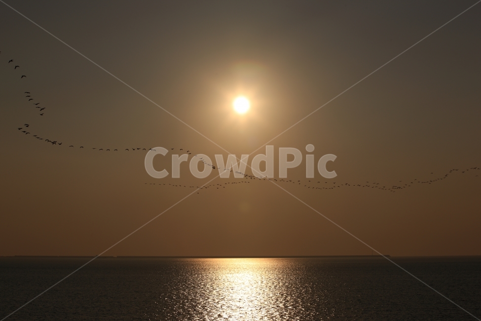하늘,석양,일몰,바다,철새,sky,birds,sunset,sea,자연,풍경,nature,landscape,동물,animal,조류,새,birds