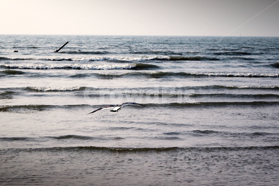 을왕리,바다,해변,갈매기,비행,비상,sea,landscape,landmark,fly,감성,mood,자연,풍경,nature,landscape,해변,바다,beach,sea,동물,animal,조류,새,birds,감성,sensible,feeling,outdoors,옥외,water,물,ocean,대양,bird