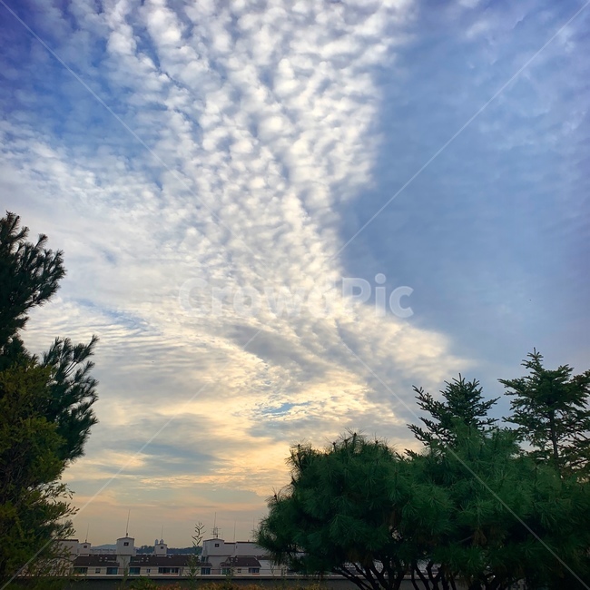 nature,자연,outdoors,옥외,tree,나무,plant,식물,sky,하늘,파란하늘,구름,저녁하늘,한국도시풍경,한국도시경관,korea cityscape