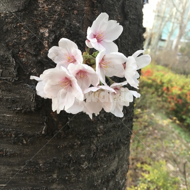 벚꽃,봄,꽃,벚나무,봄꽃,계절,나무,식물,자연,cherryblossom,spring,season,nature,tree,plant