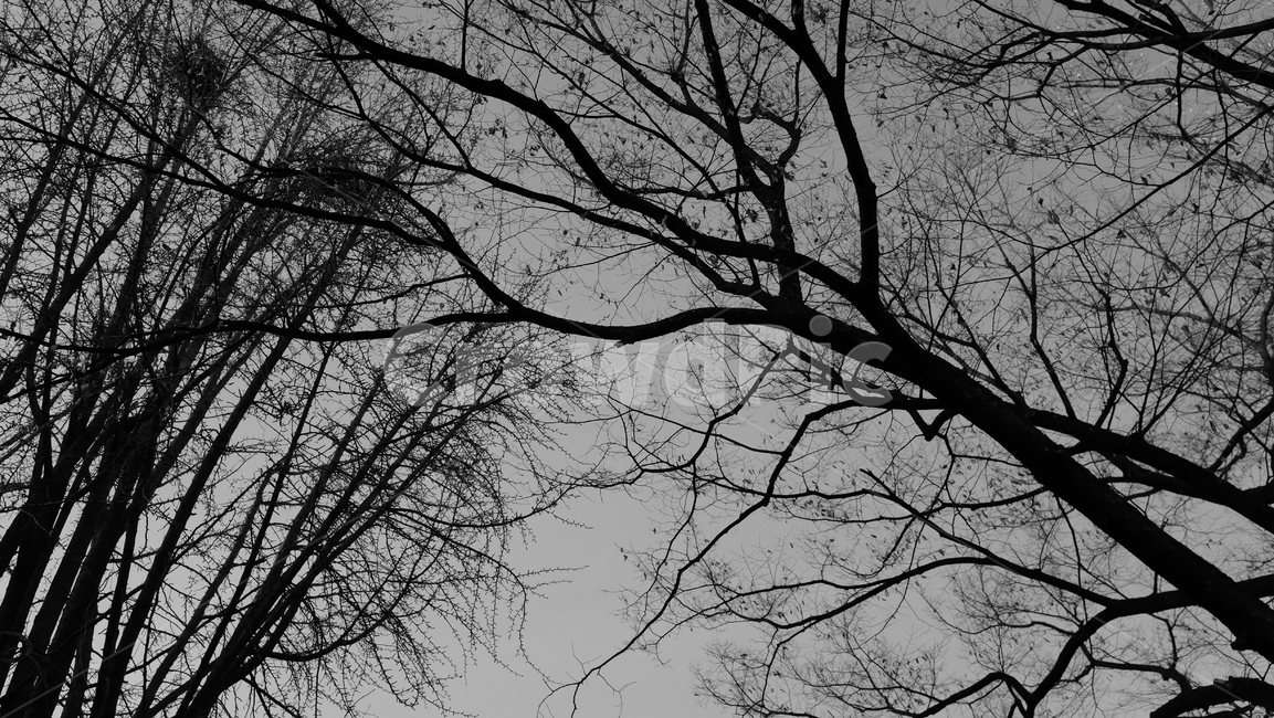 흑백사진,나뭇가지,겨울,하늘,나무,자연,풍경,nature,landscape,흑백,모노톤,monochrome,black and white,tree,plant,식물,silhouette,실루엣