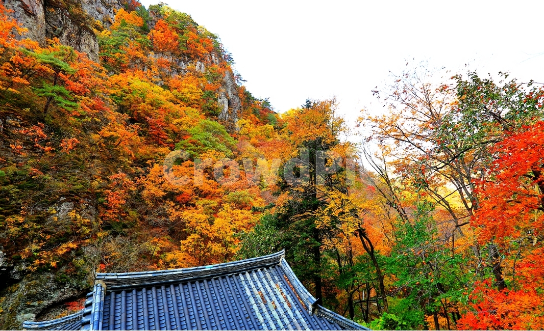 단풍,가을,주왕암,주왕산,산,가을,계절,fall,autumn,season,한국전통,한국문화,korean traditional,korean culture,tree,나무,plant,식물