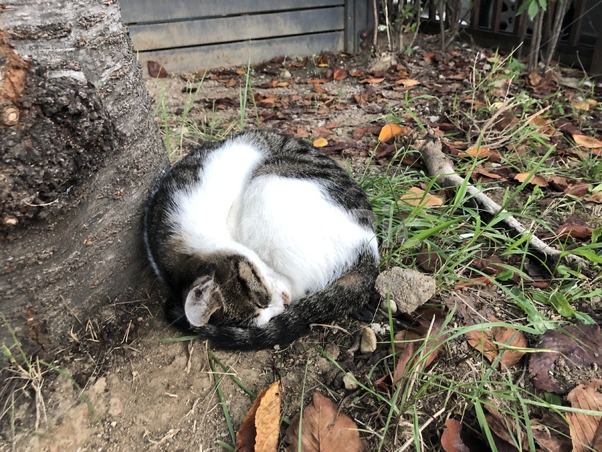 공원,고양이,낮잠,봄,편안