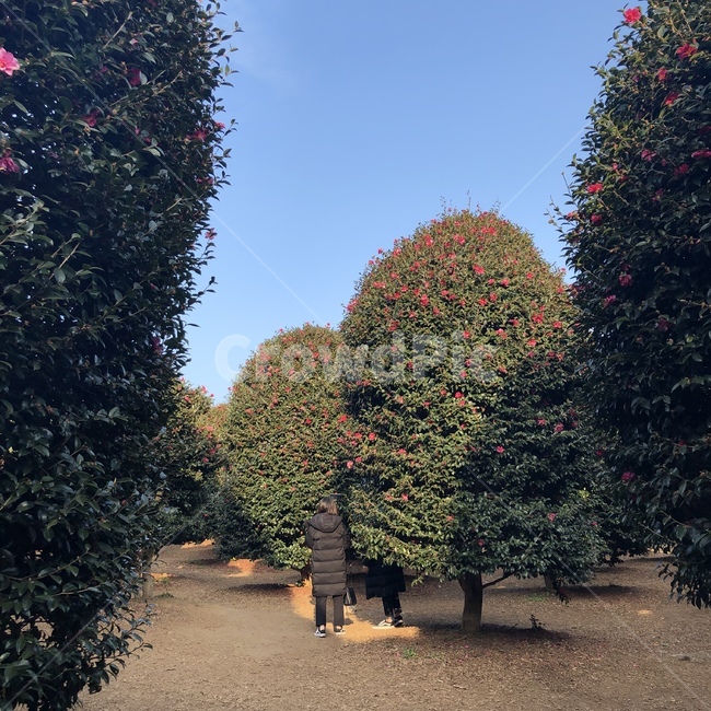 나무,tree,식물,제주도,동백꽃