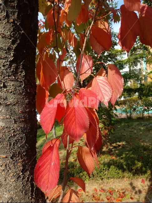 낙엽,단풍,leaf,나뭇잎,단풍나무,식물,자연,maple,나무,낙엽활엽관목,잎,붉은잎,가을,계절,fall,autumn,season,식물,자연,plants,nature,plant,veins,정맥,tree