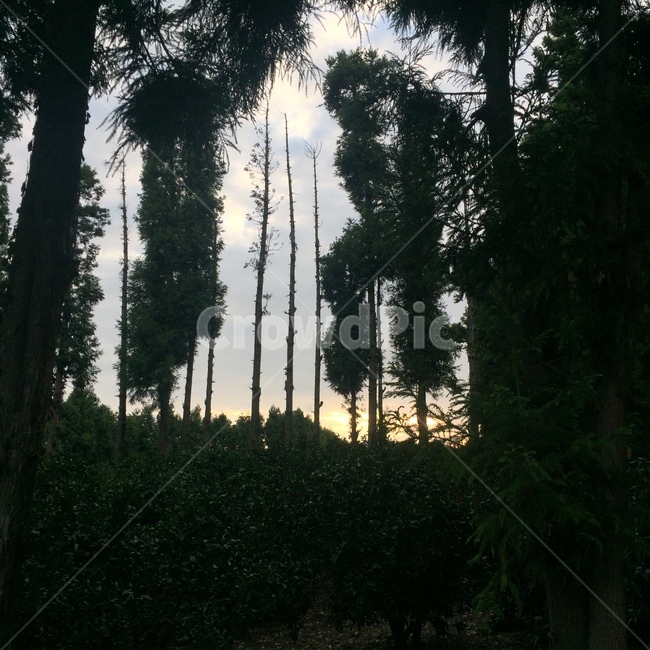 숲,숲속,나무,trees,forest,자연,풍경,nature,landscape,tree,plant,식물,fir,전나무,conifer,구과 식물