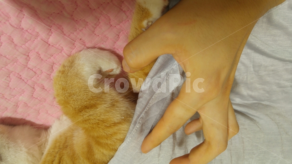 고양이,동물,반려묘,냥,냥이,집사,아기,애정