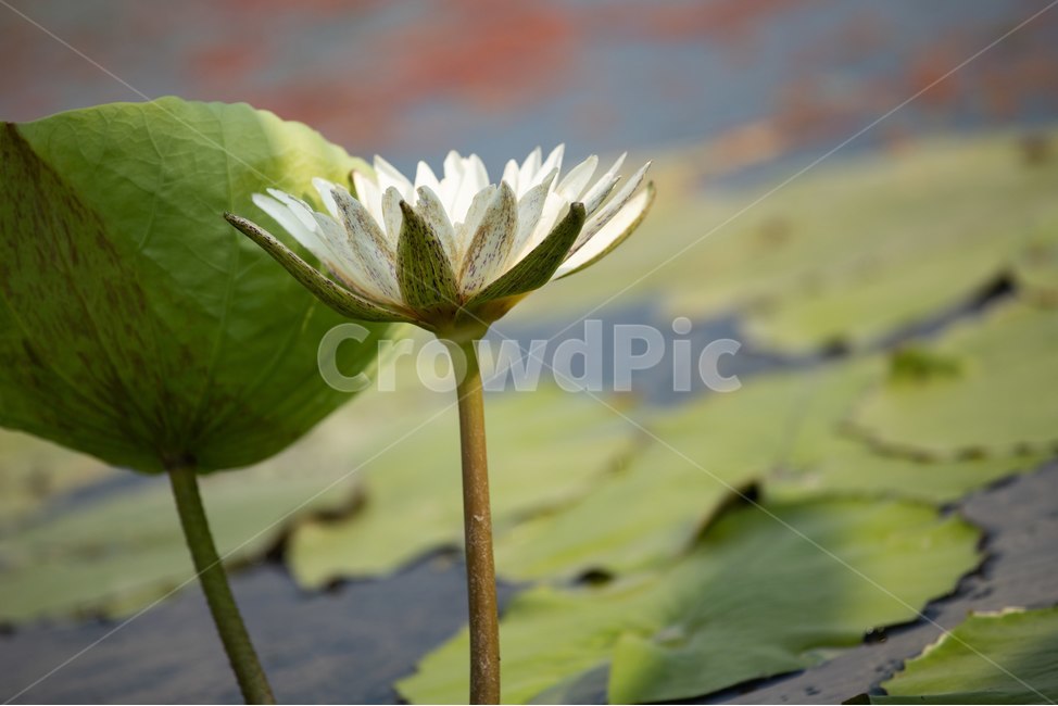 자연,꽃,연꽃,수련,빅토리아,식물,자연,plants,nature,꽃,flower