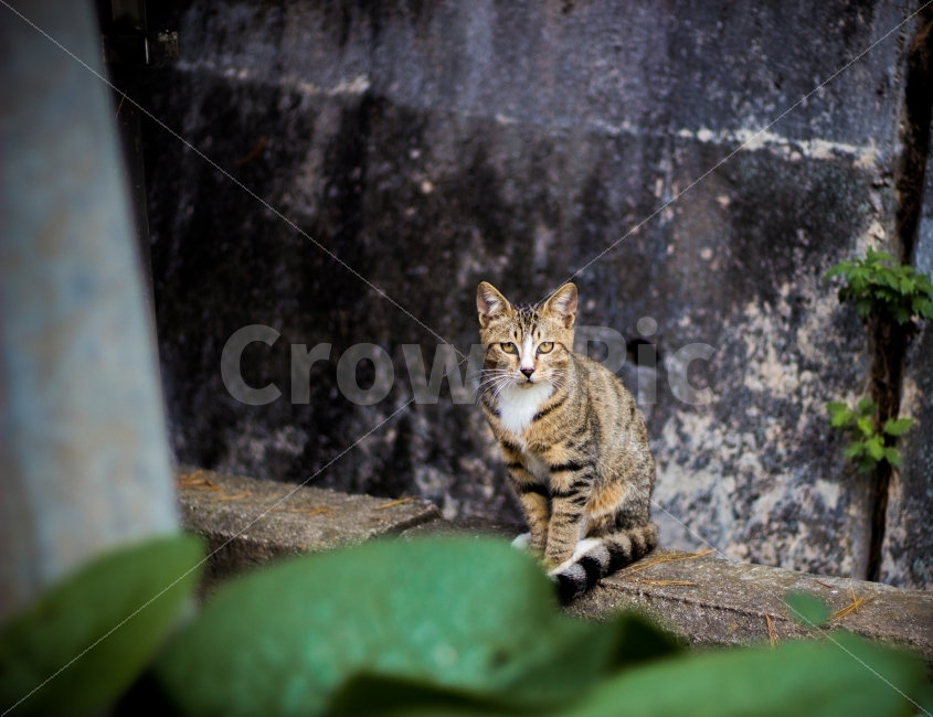 고양이,길고양이,동물,cat,포유류,감성,일상,DSLR,100D,코숏,가을,눈빛,응시,야생,animal,kitty,교감,길냥이,반려동물,동물,animal,포유류,mammal,고양이,cat,kitten,kitty