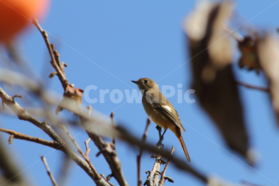 딱새,새,야생동물,딱새암컷,daurianredstart,작은새,동물,animal,조류,새,birds