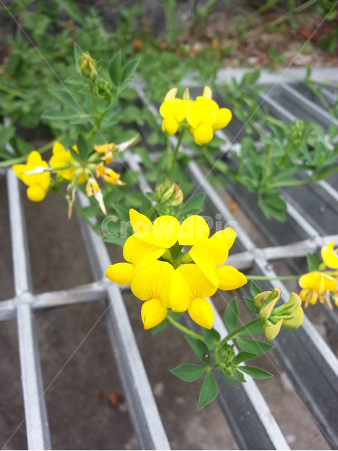 식물,꽃,작은꽃,노란꽃,flower,식물,자연,plants,nature,꽃,flower
