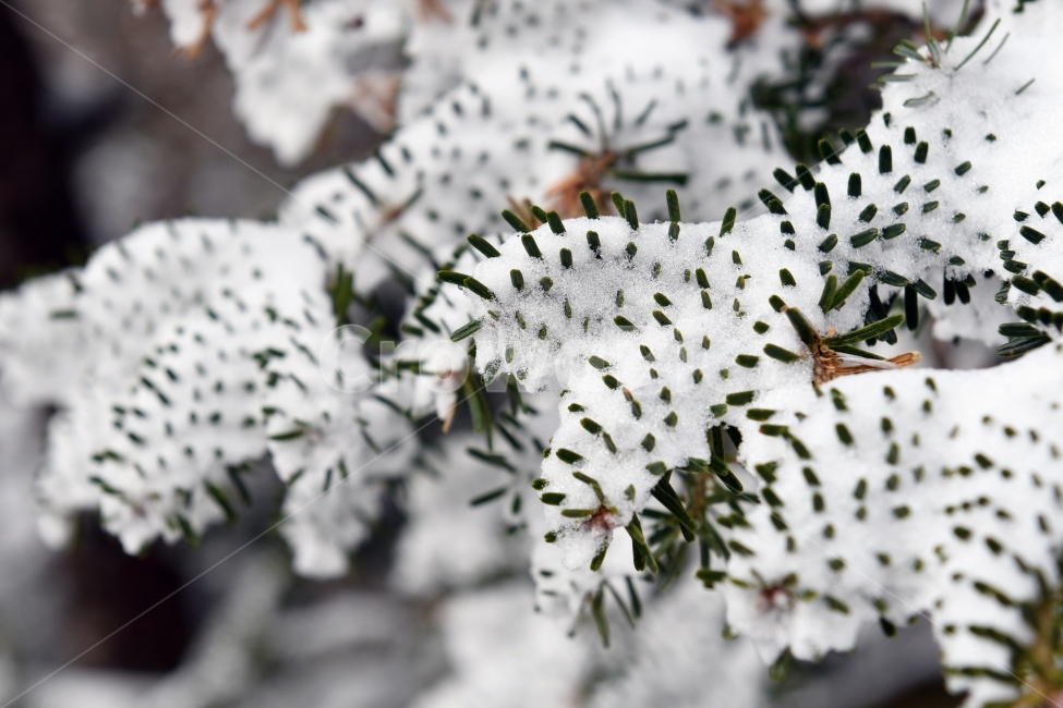 겨울,풍경,한라산,눈,겨울산,눈꽃,제주도,상고대,나무,서리,겨울,계절,winter,season,식물,자연,plants,nature