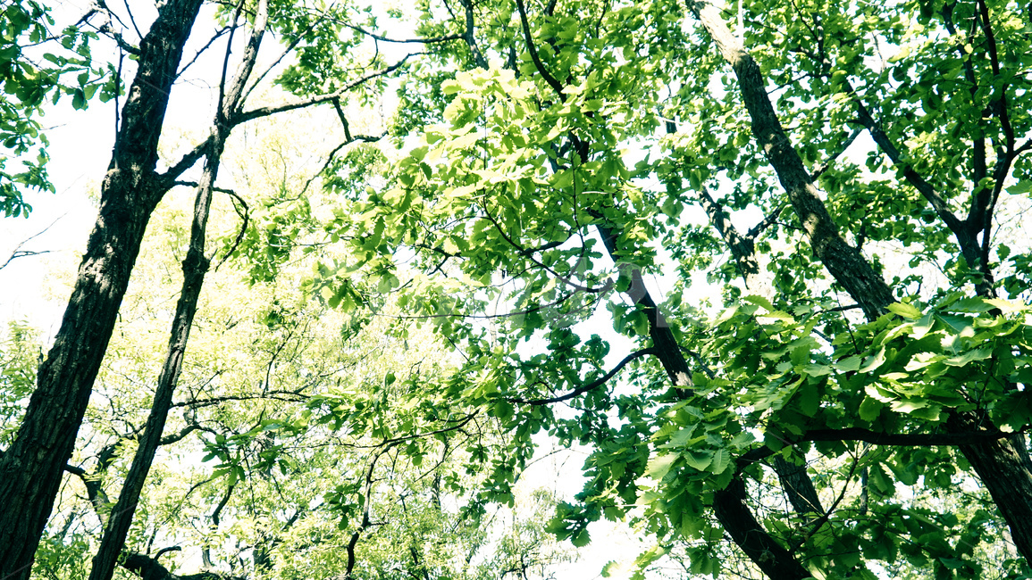 산,나무,숲,나뭇잎,잎,자연,풍경,nature,landscape,식물,plants,나무,trees,wood,휴식,힐링,rest,relaxation,healing,tree,plant