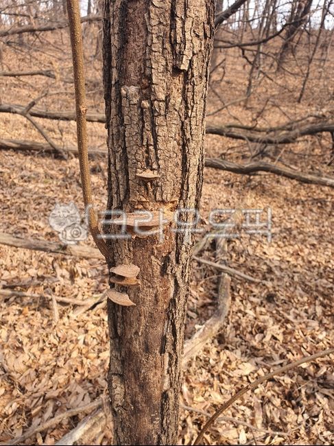 Medicinal mushrooms,Glue horn mushroom genus,Bulls Glue Horn Mushroom,Inside the mud mushroom,crevice mud mushroom,mushroom,situation mushroom