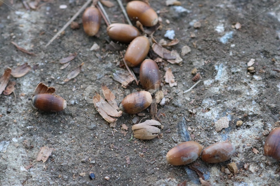 도토리,열매,가을,갈색,acorns,donguri,fruit,jitsu,fall,aki,brown,chairo,가을,계절,fall,autumn,season,과일,열매,fruit,plant,식물,food,음식,seed,씨,grain,곡물,vegetable,야채,nut,너트,acorn
