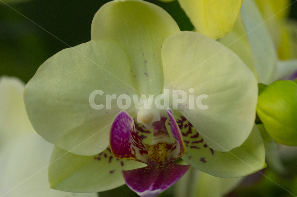 난,난초,오키드,노란꽃,노랑꽃,꽃,호접란