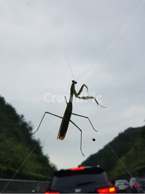 곤충,사마귀,자연,동물,벌레,동물,animal,곤충,벌레,insect,bug