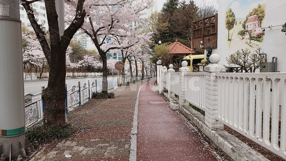 봄,벚꽃나무,벚꽃,산책로,산책길,도보,인도,자전거길,나무,봄,계절,spring,season,plant,식물