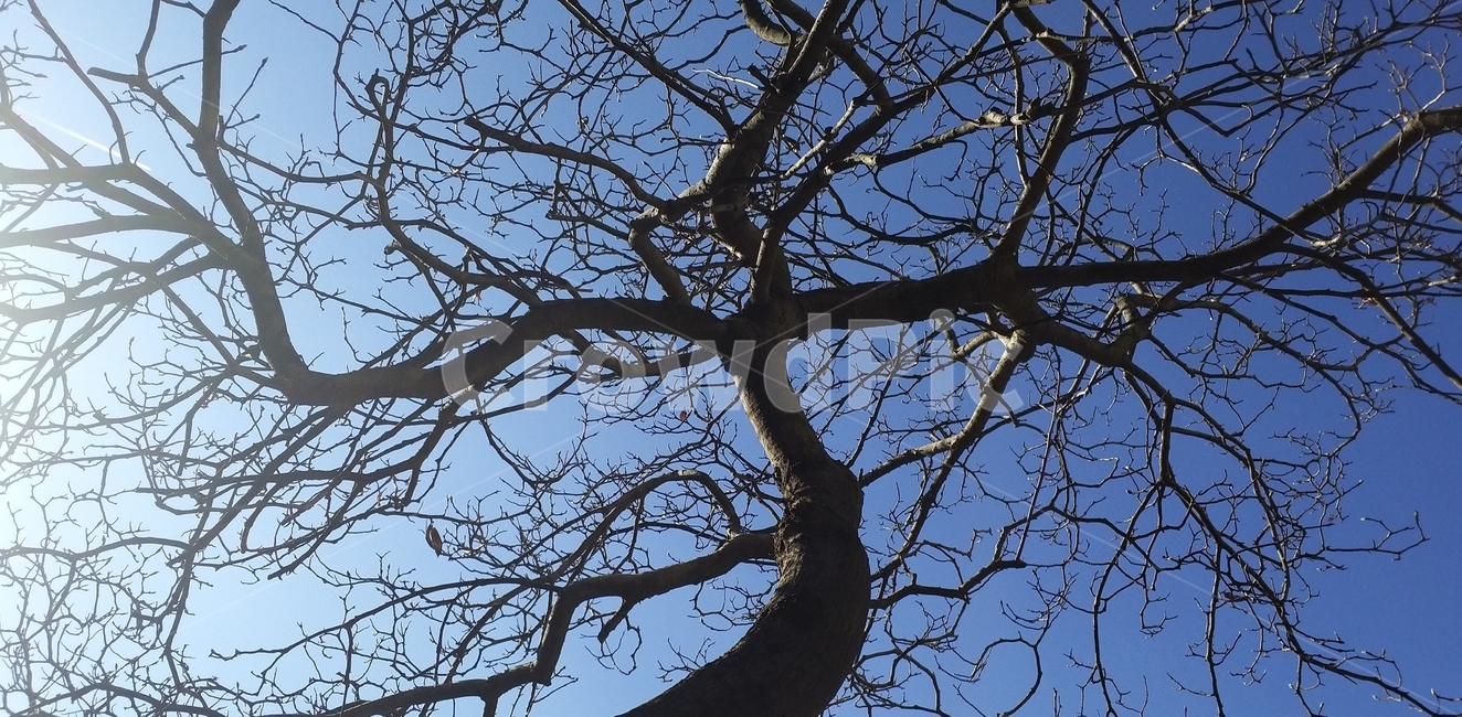 tree,plant,나무줄기,겨울나무,나무,식물