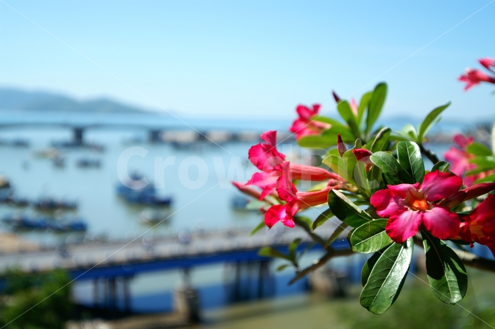 자연풍경,꽃,바다,여름,배,식물,자연,plants,nature,꽃,flower