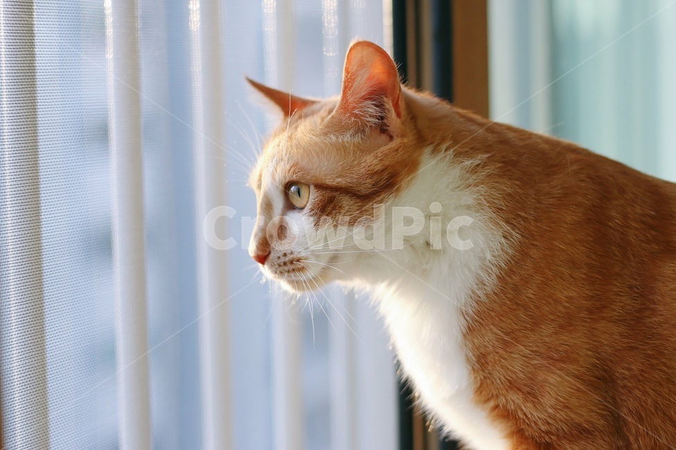 베란다,노란,고양이,측면,햇살,동물,animal,포유류,mammal,고양이,cat,kitten,kitty