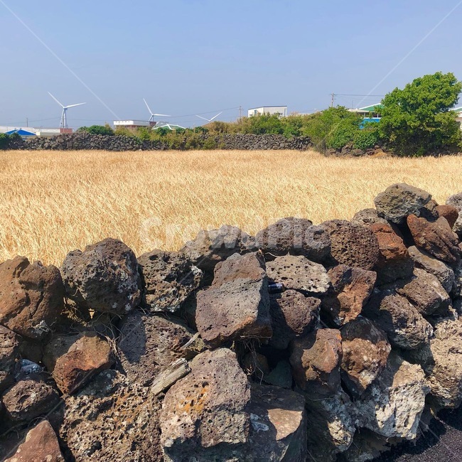 제주도,돌담길,jeju,들판,황금보리
