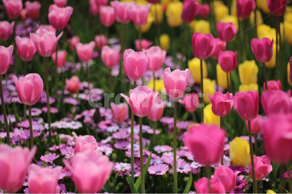 꽃밭,봄,꽃,봄꽃,튤립,컬러,색감,분홍,spring,flower,color,tulip,봄,계절,spring,season,식물,자연,plants,nature,꽃,flower,plant