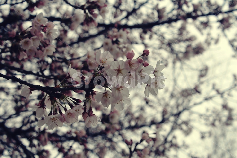 plant,식물,flower,꽃,blossom,식물,자연,plants,nature,꽃,flower