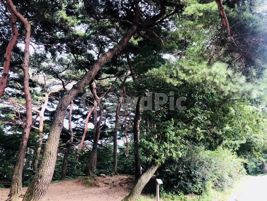 나무,소나무,pine,tree,식물,나무줄기,treetrunk,자연,풍경,nature,landscape,나무,trees,wood,plant,tree trunk,나무 줄기
