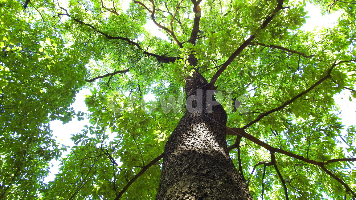 나무,식물,푸르름,자연,나뭇잎,식물,자연,plants,nature,나무,trees,wood