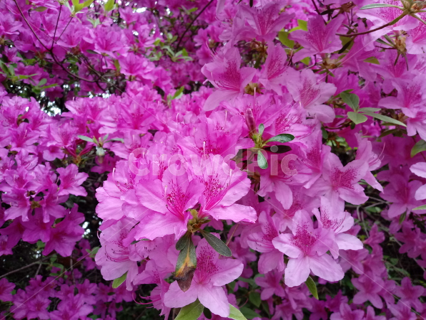 철쭉,smilerosebay,진달래과,식물,봄꽃,개꽃나무,springseasonflower,척촉화,낙엽관목,관상용