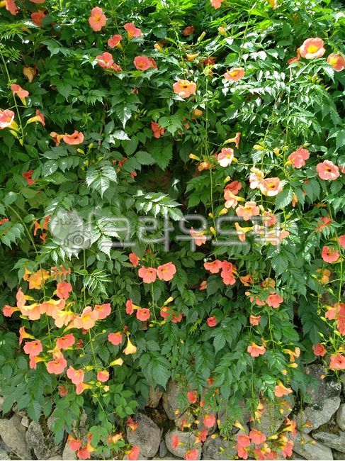 Jacaranda Vine,jacaranda stem,cottage,stonewall,jacaranda flower,jacaranda