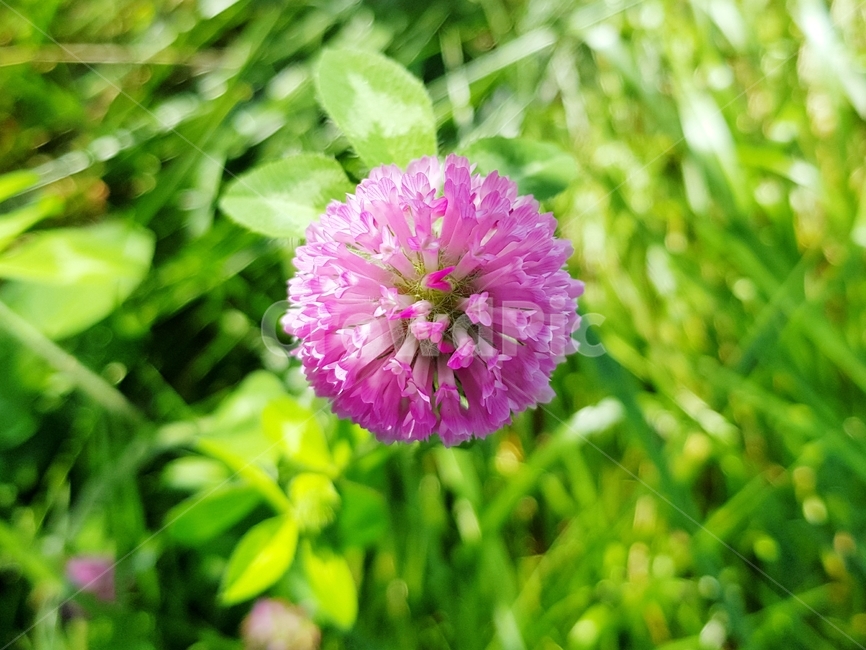 클로버,빨간클로버,clover,토끼풀,식물,꽃,flower,plant,식물,자연,plants,nature,꽃,flower