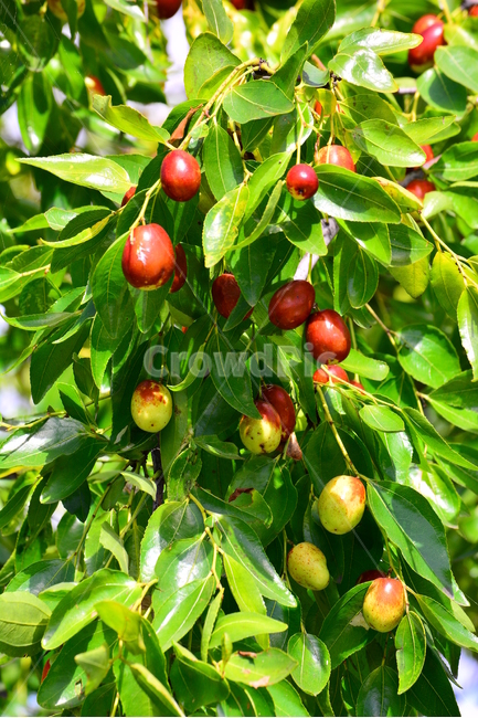 대추,대추나무,건강식품,대추차,jujube,달콤한,맛,과일,가을열매,가을이미지,나무열매,fruit,food,asian,동양적,한국적,한약재료,잘익은,주렁주렁,풍년,풍성한,식물,자연,plants,nature,음식,식재료,요리,food,cook,meal,dishes,food reserves,과일,열매,fruit
