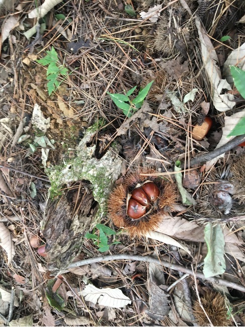 밤수확,밤송이수확,밤,가을수확,가을밤,밤가을,가을