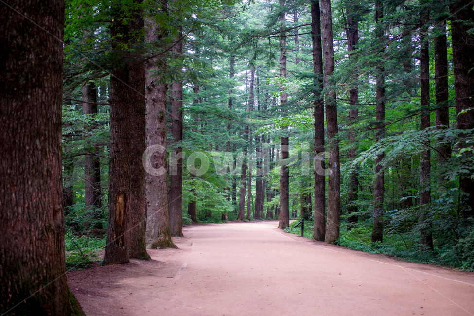전나무,숲길,월정사,강원도,평창군,식물,자연,plants,nature,나무,trees,wood