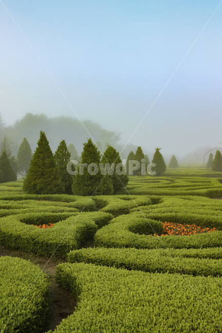 풍경,정원,안개,식물,아침,자연,자연,풍경,nature,landscape