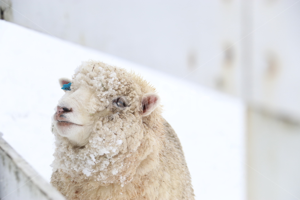 눈,양,winter,snow,sheep,겨울,목장,강원도,고요,겨울,계절,winter,season,동물,animal,포유류,mammal