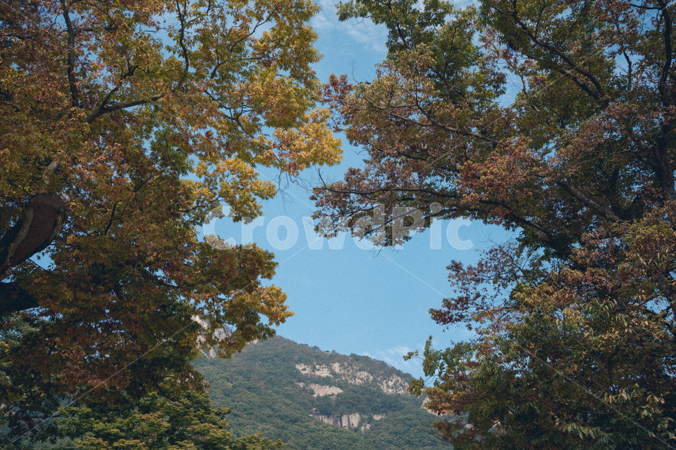 tree,나무,plant,식물,treetrunk,나무줄기,하늘,풍경,자연,자연,풍경,nature,landscape